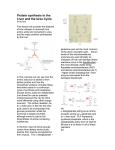 Protein synthesis in the Liver and the Urea Cycle