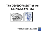 The DEVELOPMENT of the NERVOUS SYSTEM