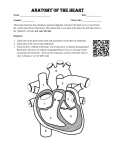 Anatomy of the Heart