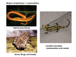 Amphibians Powerpoint