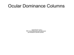Occular Dominance Columns