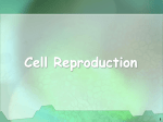 Cell Cycle PowerPoint