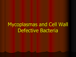 Cell wall deficient bacteria