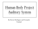 Human Body Project Auditory System