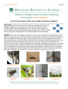 Insect Order ID: Diptera (Flies, Gnats, Midges, Mosquitoes, Maggots)