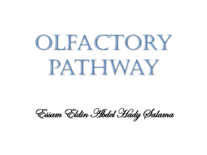 Olfactory pathway