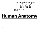Human Anatomy تشريح / د . سيف (م 8