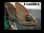 reptiles - Biology Junction