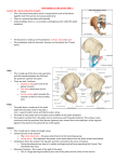 ANAT30008 LECTURE NOTES PART 2 Lecture 18 – Bones and
