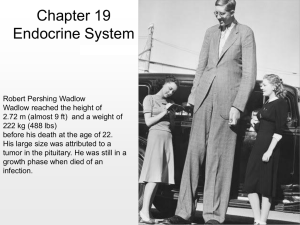 Chapter 10 Endocrine System