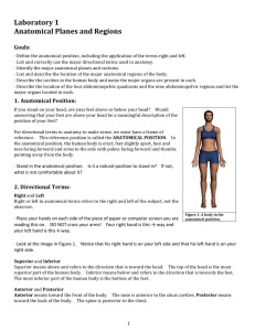 Laboratory 1 Anatomical Planes and Regions