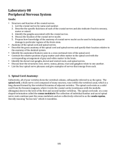 Laboratory 08 Peripheral Nervous System