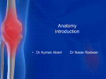 Anatomy introduction11