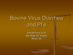 Bovine Virus Diarrhea and PI`s