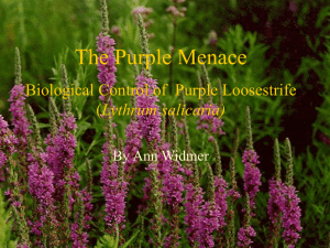 Ann_purple loosestrife presentation