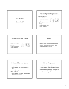 PNS and CNS Nervous System Organization Peripheral Nervous