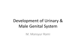 Development of male genital