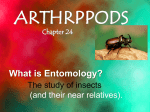 2010 Chapter 24 Arthropods