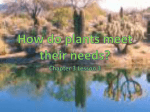 How do plants meet their needs?