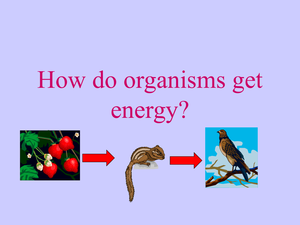 How do organisms get energy