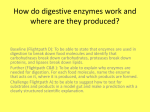 How do digestive enzymes work