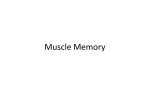 Muscles PowerPoint