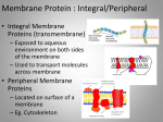 Membrane Protein : Integral/Peripheral