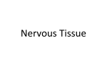 Nervous Tissue [PPT]