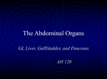 The Abdominal Organs Lecture Notes Page