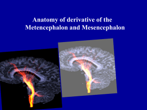 13 Anatomy of the Metencephalon and Mesencephalon