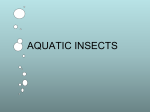aquatic insects