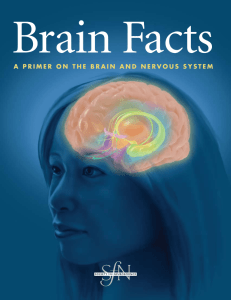 Brain Facts: A Primer On The Brain And Nervous System