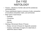 hISTOLOGY ct -LECT 1