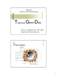 Trilaminar Germ Disc Two Layers