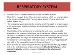 respiratory system