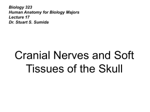 Cranial Nerves and Soft Tissues of the Skull