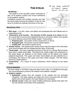 The eyelid