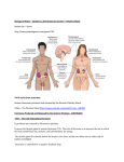 Biology 30 Notes October 8 - Endocrine System Pituitary Gland