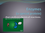 Enzymes (a special protein)
