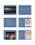 Diseases of the Nervous System Brainstem Hemorrhages