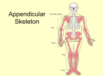 appendicular skeleton