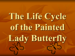 The Life Cycle of the Painted Lady Butterfly