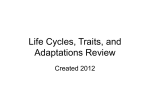 Life Cycles, Traits, and Adaptations Review