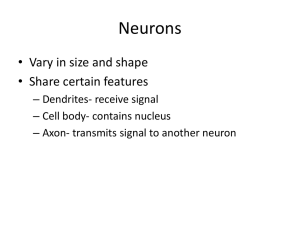 Neurons