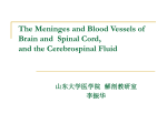 The Meninges and Blood Vessels of Brain and Spinal Cord, and the