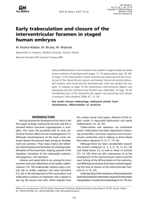 Early trabeculation and closure of the interventricular foramen in