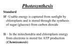 Adenosine Triphosphate (ATP)