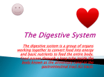 The Digestive System - 4JL 2015-2016