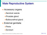 Nerve activates contraction