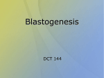 Blastogenesis